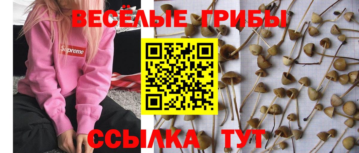 Псилоцибиновые грибы прущие грибы Солнечногорск