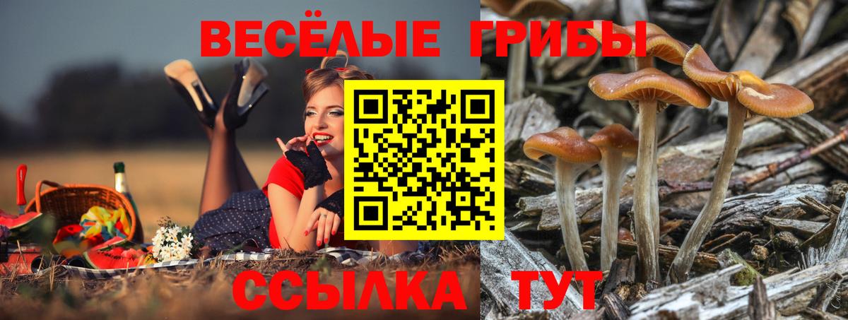 Солнечногорск  Галлюциногенные грибы ЛСД  Вход с VPN 